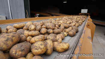 Aardappelen zetten neerslag om in kilo’s