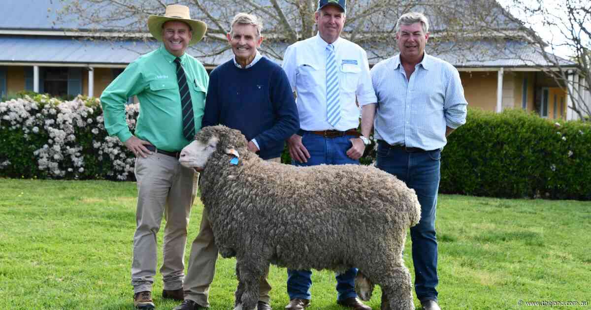 WA stud's resolve for ram inspires 'battle of the titans' at Yarrawonga sale