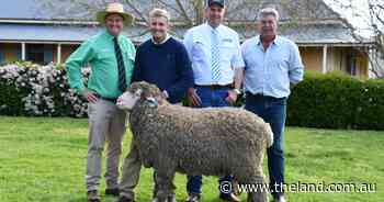 WA stud's resolve for ram inspires 'battle of the titans' at Yarrawonga sale