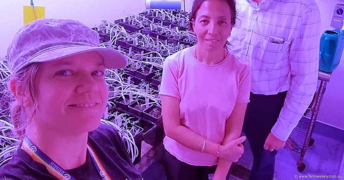 Opening the window on lupin growing times to boost yield and harvestability