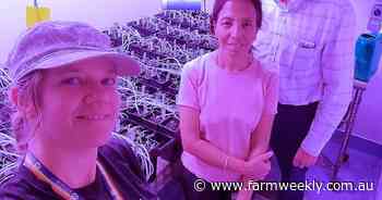 Opening the window on lupin growing times to boost yield and harvestability