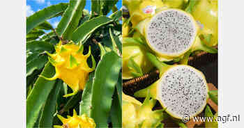 Indonesië zoekt met geel dragonfruit plek op internationale markt