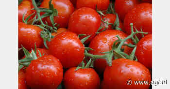 Almería nog steeds goed voor twee derde Spaanse tomatenexport