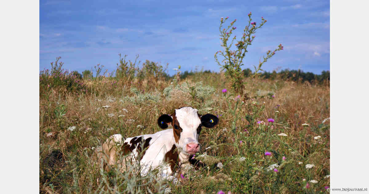 WWF en IFOAM pleiten voor natuurgebaseerde oplossingen in Europees klimaatbeleid
