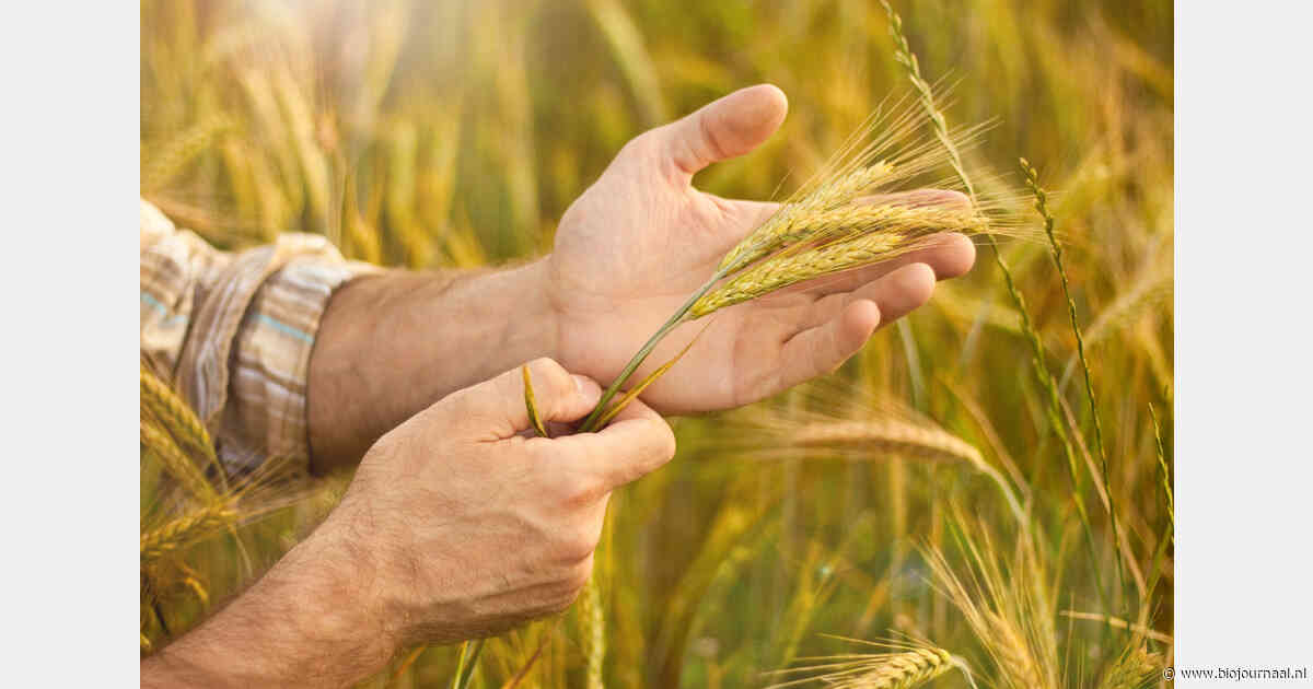 Syngenta sluit Europese distributiedeal voor biologisch middel tegen schimmels