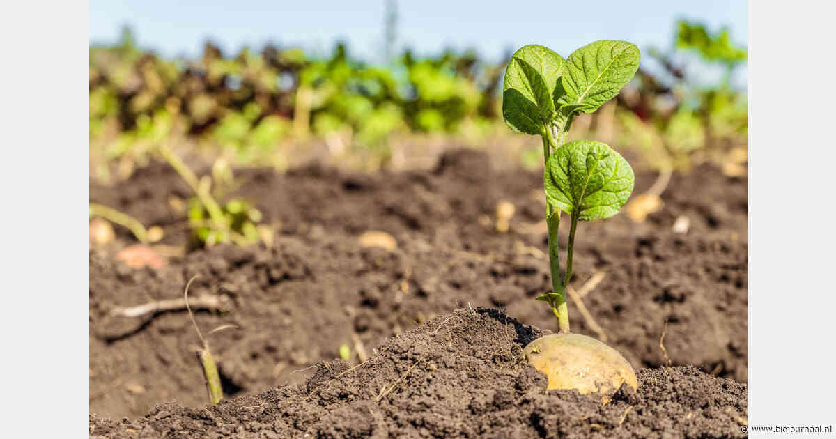 Nieuwe balansmethode moet stikstofbemestingsadvies preciezer maken