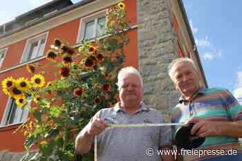 Ist das neuer sächsischer Rekord? Sonnenblume in Beierfeld schießt in den Himmel
