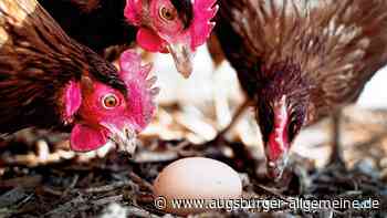 Boden, Bio, Freiland: Welche bayerischen Eier kommen von glücklichen Hühnern?