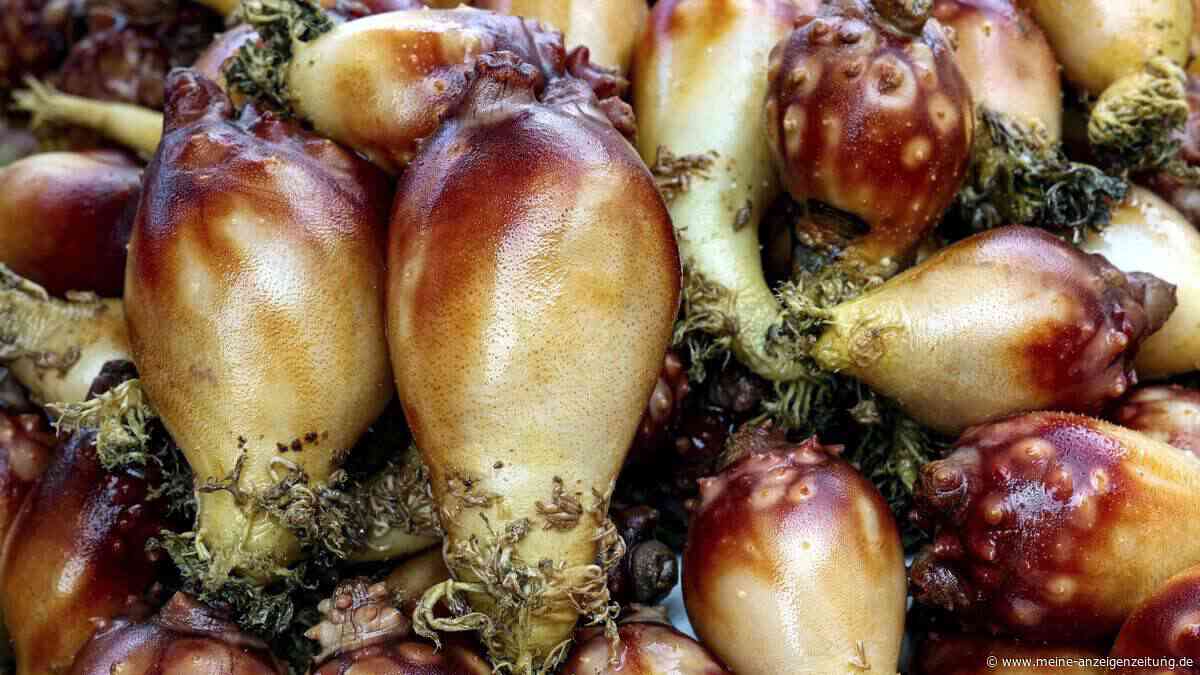 Dieses Meerestier wird in Asien gegessen – sein Inhaltsstoff kehrt Alterszeichen bei Mäusen um