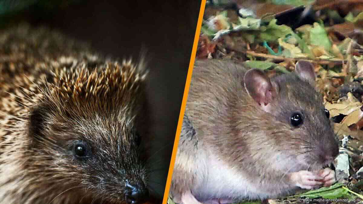 Igelkot oder Rattenkot – so erkennen Sie den Unterschied auf den ersten Blick