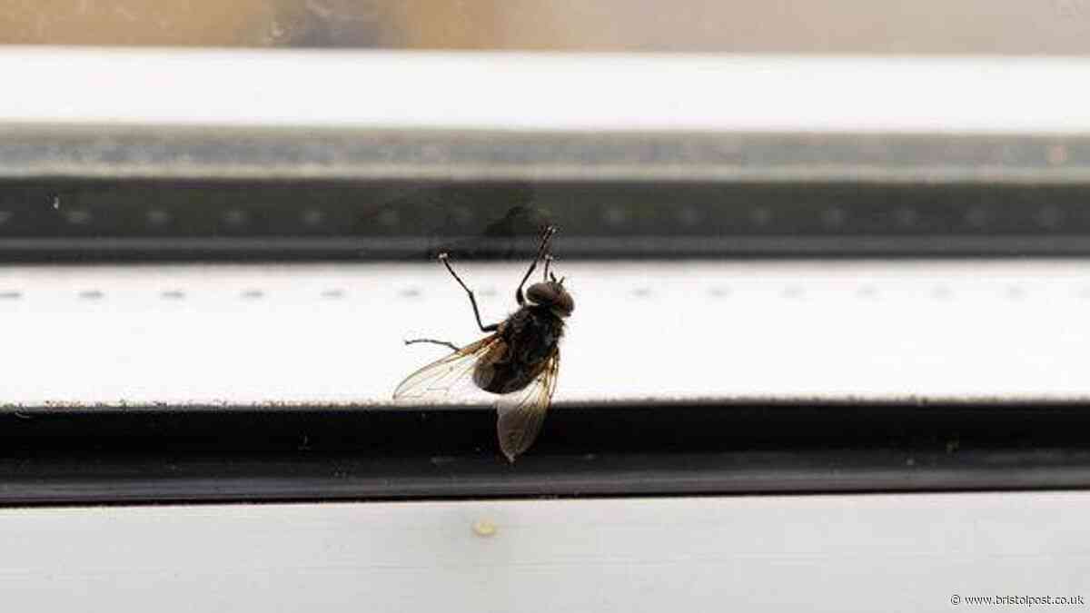 Stop fruit flies by sprinkling 50p kitchen staple around windows