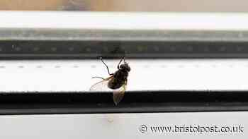 Stop fruit flies by sprinkling 50p kitchen staple around windows