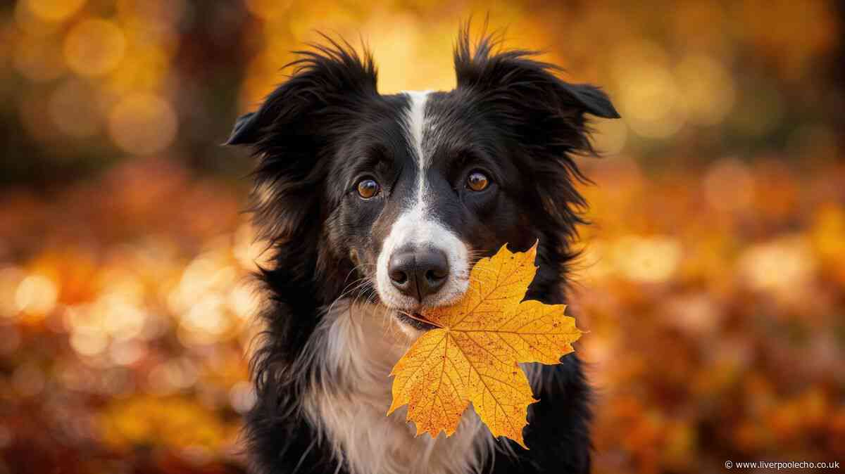 Fleas won't take over homes if dog owners follow essential September rule