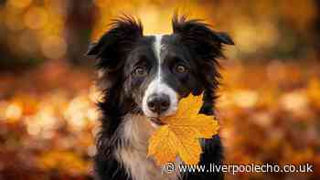 Fleas won't take over homes if dog owners follow essential September rule