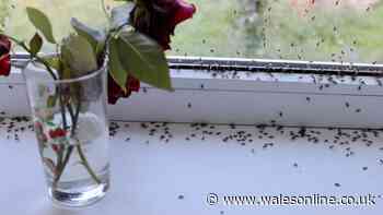 Keep fruit flies away by sprinkling 50p kitchen ingredient around windows