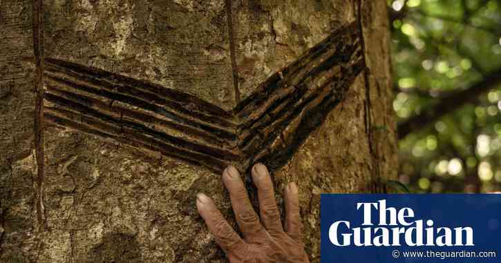 ‘Carbon fever’ threatens hard-won Indigenous rights in Bolivian Amazon