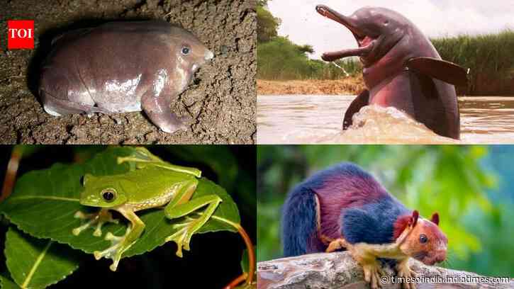 10 Indian animals that can leave you wondering: How does nature create this?