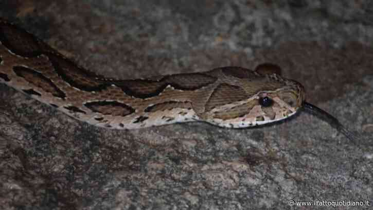 “Pensava fosse una lucertola innocua, invece era una vipera”: bambino di 6 anni morso a un dito e portato in ospedale