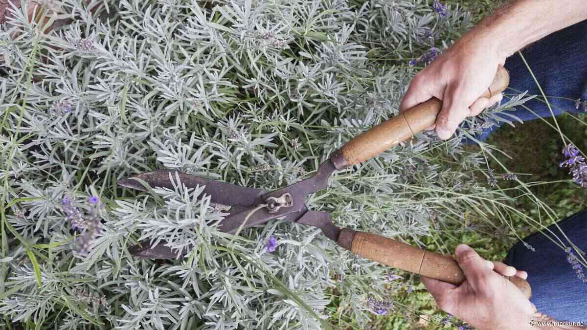 Lavendel im September schneiden? Was Sie jetzt noch tun können