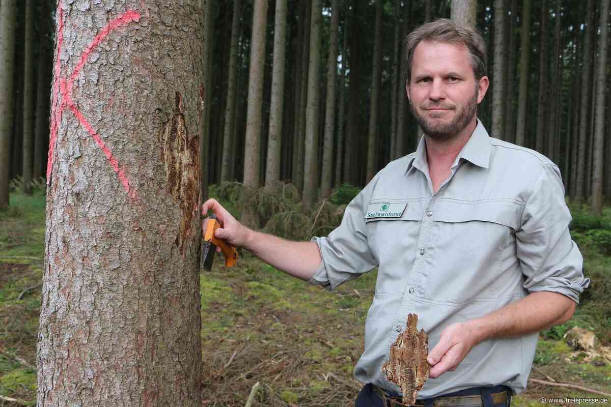Forstbezirk Plauen bietet Waldexkursion im Revier Mehltheuer an
