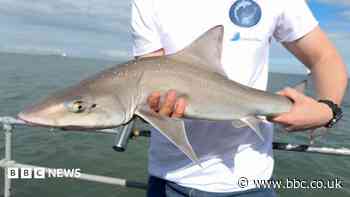Kent's shark secrets discovered in new project