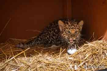 Rare leopard cub at Cleveland Metroparks Zoo needs a name