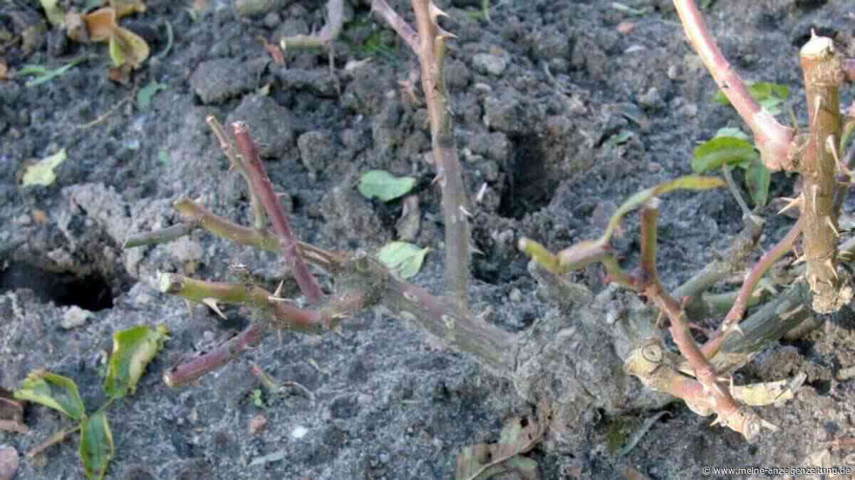 Wühlmäuse im Garten: Ein einfacher Flaschentrick vertreibt die Nager