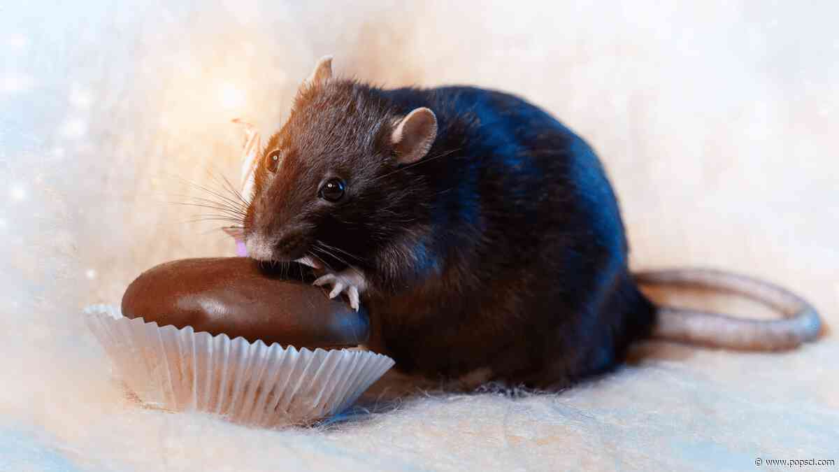 Rats make an ultrasonic sound when they eat chocolate
