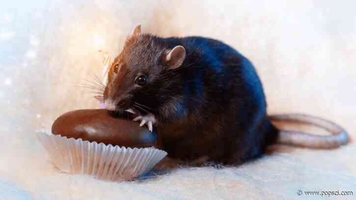 Rats make an ultrasonic sound when they eat chocolate