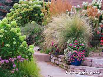 The city gardener: The darling buds of … September? 