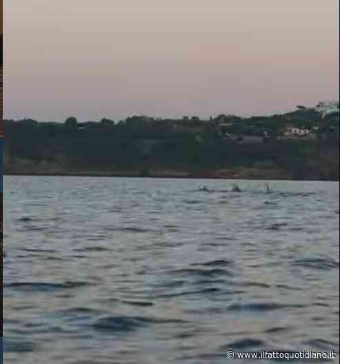 “Sono stati pochi minuti di pura meraviglia”: un gruppo di delfini nuota tra i kayak dei turisti, l’incontro a sorpresa nel mare di Procida – VIDEO