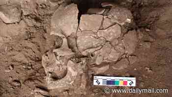 Meet the world's oldest drug user: Indonesian hunter-gatherer got high on mind-altering nuts 25,000 years ago, study finds