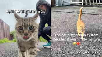 Is your cat secretly being SEDUCED by strangers? Experts warn of a surge in Brits luring other people's pets - with dangerous consequences