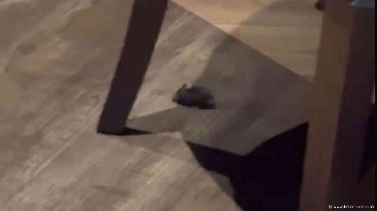 Woman leaves Bristol restaurant after spotting mouse under tables