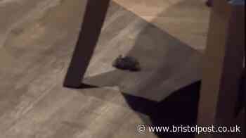 Woman leaves Bristol restaurant after spotting mouse under tables