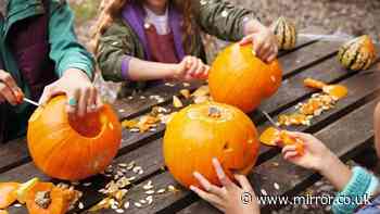 Parents warned Halloween pumpkins could be too small to carve this year after drought wreaks havoc