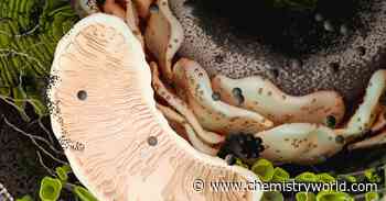 UK funding agency to spend £66 million on new methods for engineering the mitochondrial genome