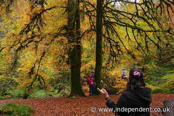 The English town that has given trees the same rights as humans