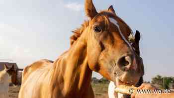 Getrocknetes Brot für Pferde: Warum der Snack problematisch sein kann