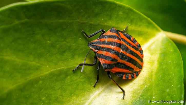 Perfect-10 GitLab bug under attack days after patch lands