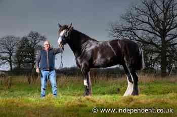 Hugo the 6ft 6in horse has been named the world’s tallest – and he’s still growing