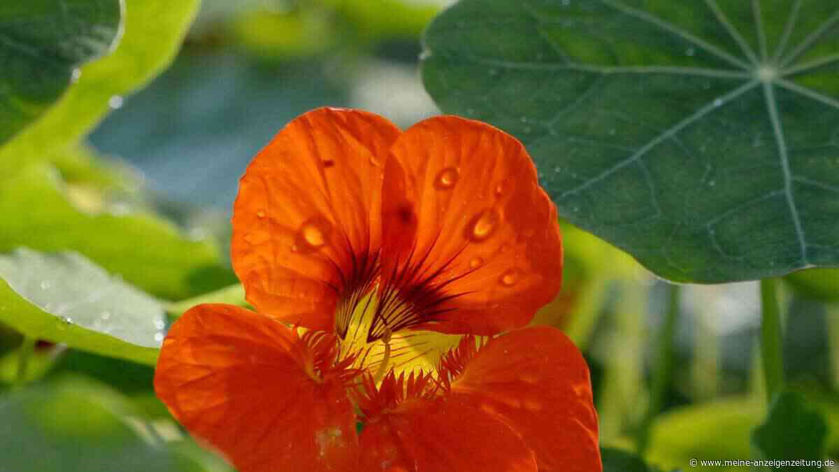 Diese Balkonpflanze blüht den ganzen Sommer – trotz Hitze und Starkregen