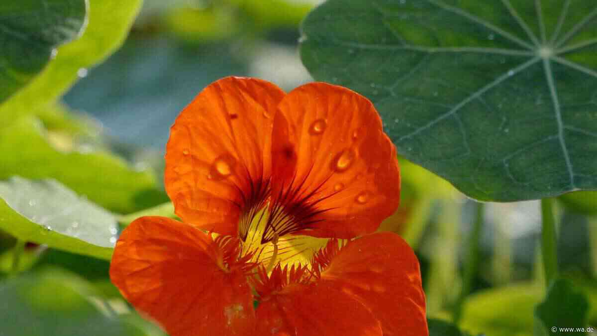 Diese Balkonpflanze blüht den ganzen Sommer – trotz Hitze und Starkregen