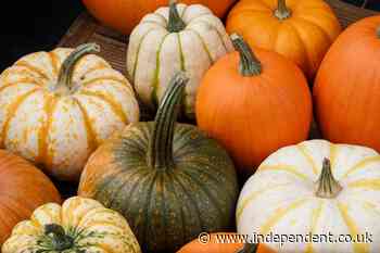 Halloween pumpkins could be half their usual size due to heatwaves, farmers warn