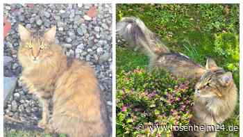Wer hat Lilly gesehen? Katze in Rohrdorf schmerzlich vermisst