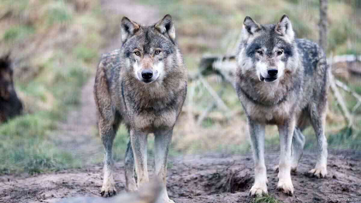 Provinz Bozen genehmigt dritten Wolfsabschuss in Südtirol – Tierschützer schlagen Alarm