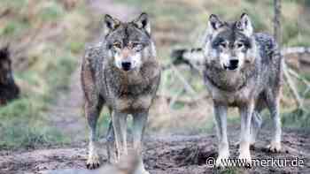 Provinz Bozen genehmigt dritten Wolfsabschuss in Südtirol – Tierschützer schlagen Alarm