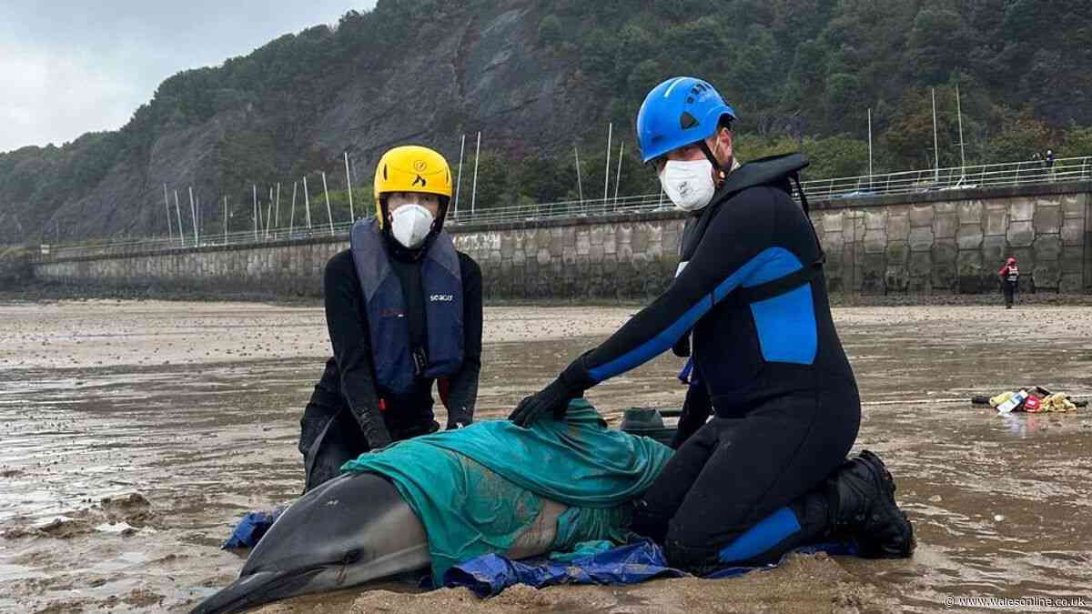 Dolphins dramatically saved in Mumbles after race against time rescue operation