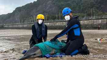 Dolphins dramatically saved in Mumbles after race against time rescue operation