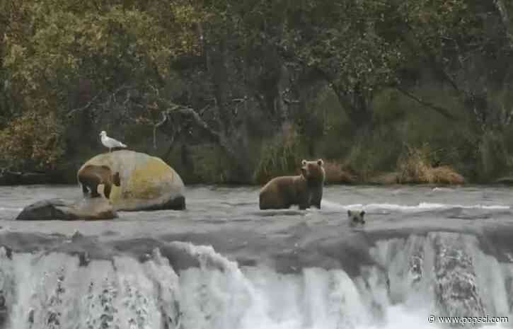 Katmai bear cubs tumble over waterfall